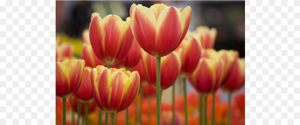 Identity Amp Empowerment, Flower, Plant, Tulip Png Image