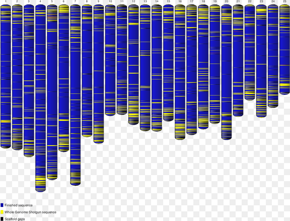 Ideogram Grcz10 Genome Project, Architecture, Building, Art, Accessories Free Png Download