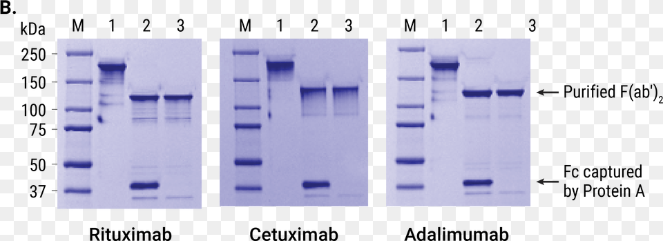 Ides Protease And Idez Vertical, Architecture, Building Png Image