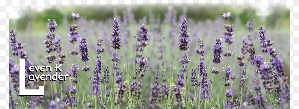If Nothing Else The Enjoyment From Growing Such A Beautiful English Lavender, Flower, Plant Free Png Download