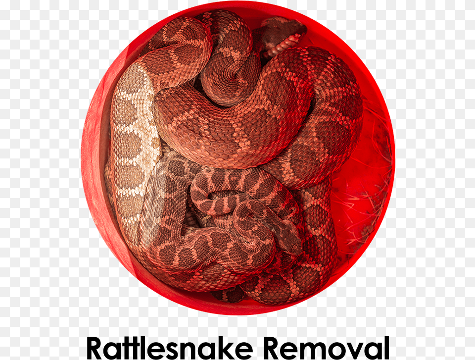 If Service, Animal, Reptile, Snake, Rattlesnake Free Png Download