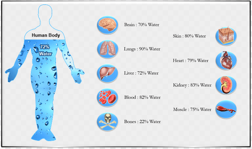 If The Water Being Consumed Is Not From Harmful Importance Of Water In Human Being, Chart, Plot, Baby, Person Png Image