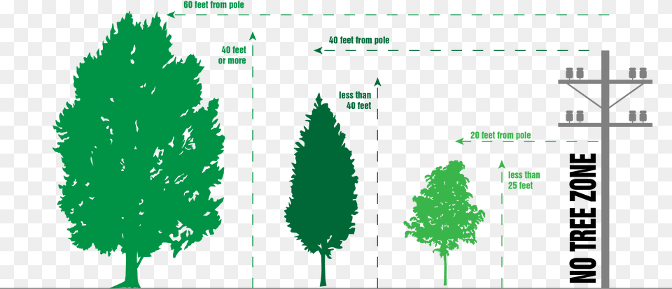 If Trees In Your Area Are Growing Into Power Lines Christmas Tree, Conifer, Fir, Pine, Plant Png Image
