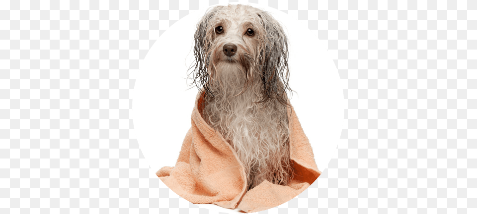 If You Are Looking For A Calming Experience For Your Perro De Aguas Mojado, Animal, Canine, Dog, Mammal Png Image