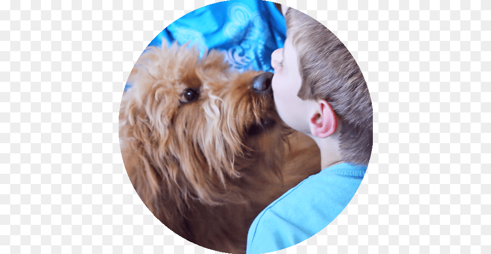 If You Are Looking For A Hypoallergenic Dog The Australian Dog, Animal, Pet, Mammal, Canine Png Image