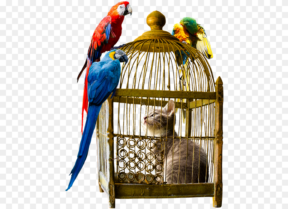 If You Care About What Other People Think You Will, Animal, Bird, Cat, Mammal Png
