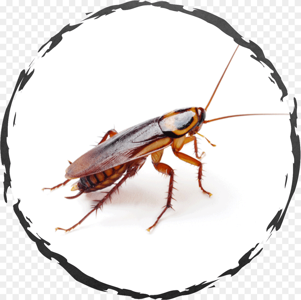 If You Encounter Cockroaches In A Home Or Food Handling American Cockroach, Animal, Insect, Invertebrate Png