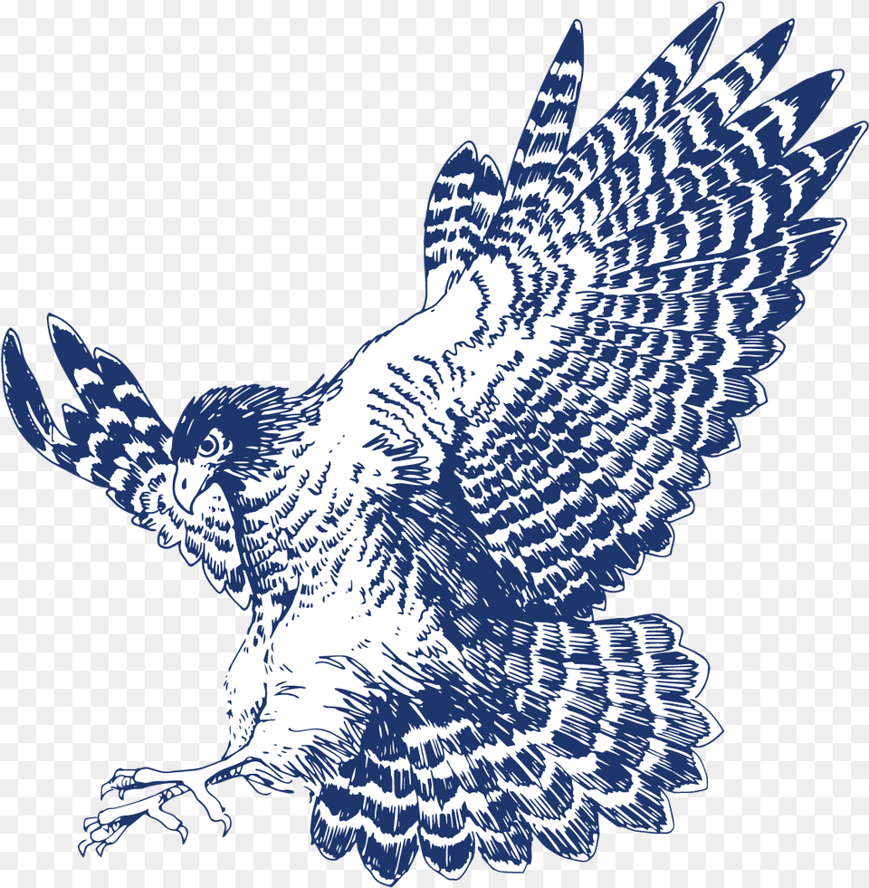 If You Have An Idea For The Hawk Eye To Cover Please Hawk, Animal, Bird, Buzzard Free Transparent Png