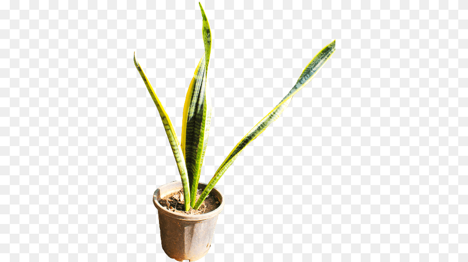If You Like This Template And Want To Use Them Please Houseplant, Leaf, Plant, Potted Plant Png Image