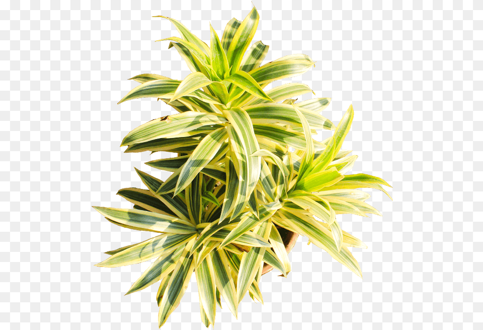 If You Like This Template And Want To Use Them Please Houseplant, Leaf, Plant, Potted Plant, Flower Free Png
