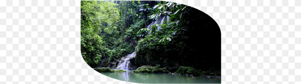 If You Love Waterfalls This Is Definitely The Place Frenchmans Cove, Jungle, Vegetation, Tree, Rainforest Free Png