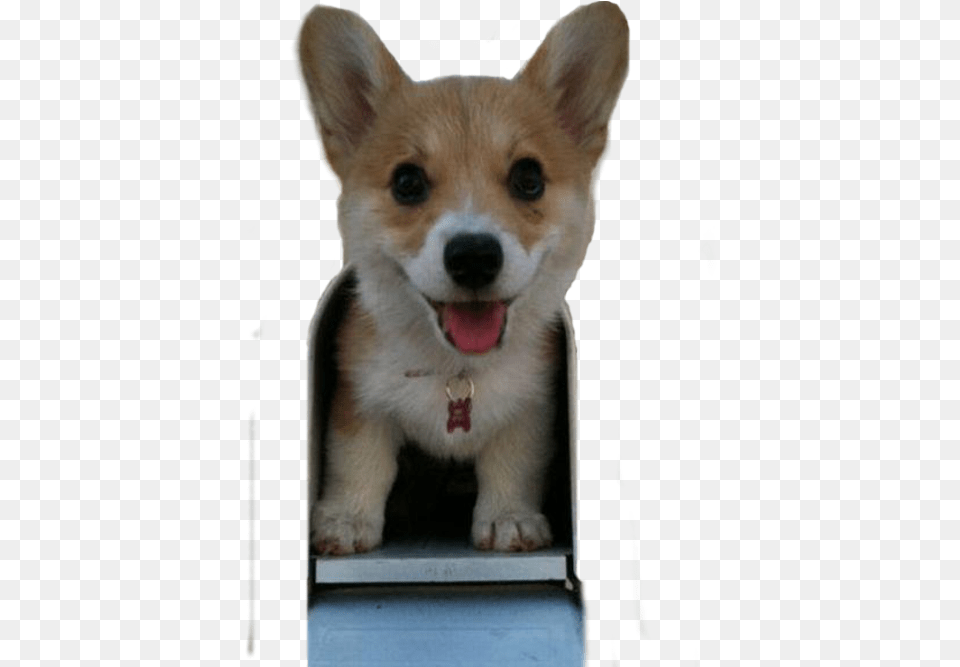 If You Re Having A Bad Day Puppy, Animal, Canine, Dog, Mammal Png Image