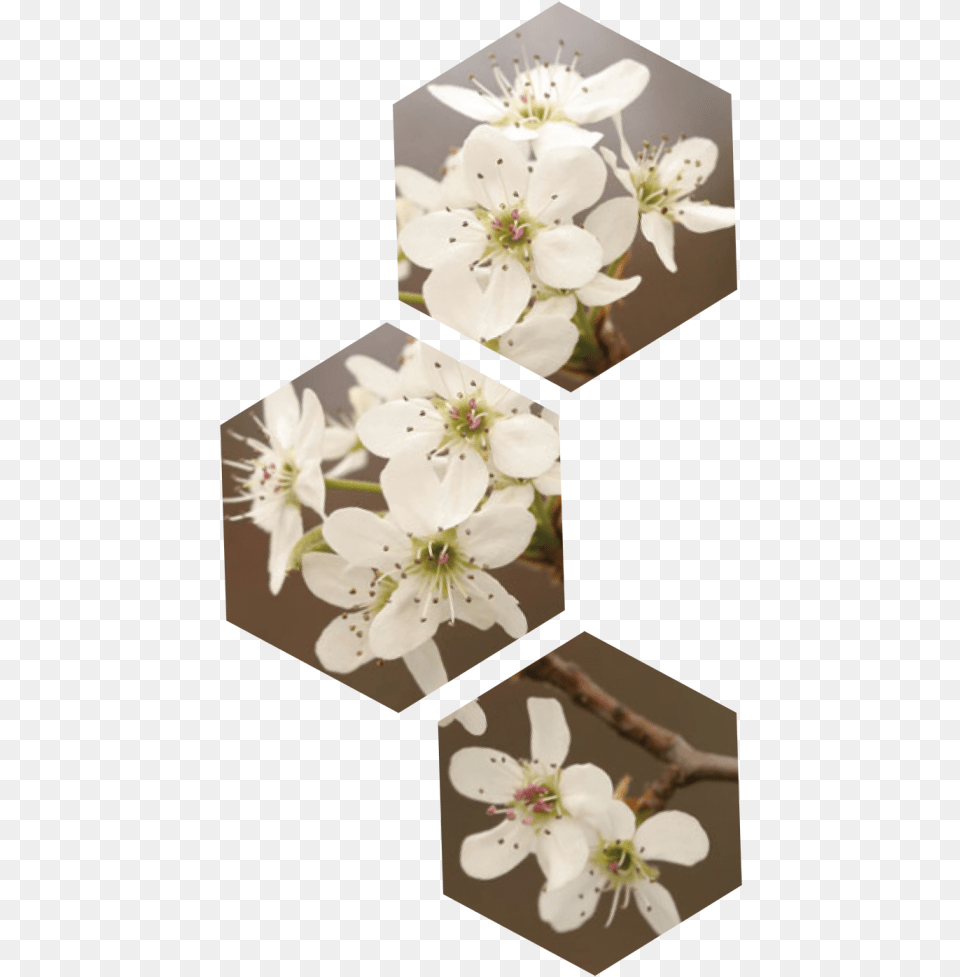 If You Wait Until Summer These Trees Will Be Hard Cherry Blossom, Flower, Plant, Cherry Blossom, Petal Png