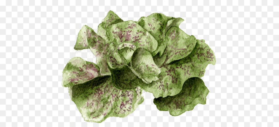 If You Want To Buy My Art Chard, Food, Lettuce, Plant, Produce Png Image