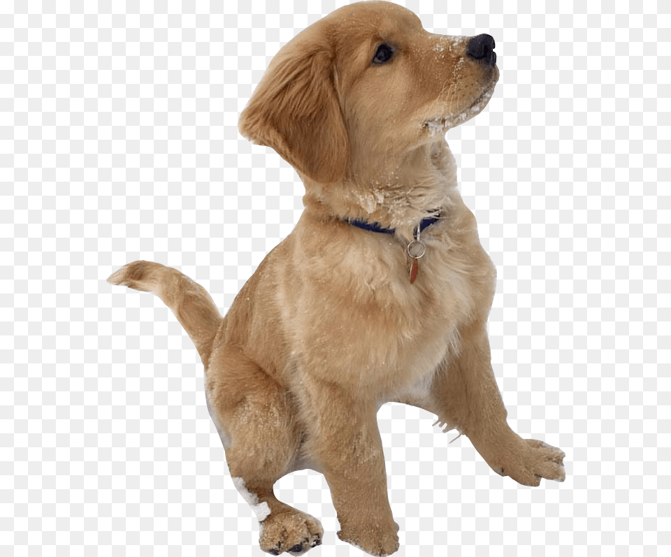 Ig, Animal, Canine, Dog, Golden Retriever Free Transparent Png