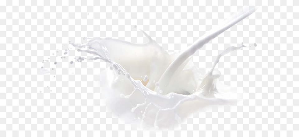 Igazym Macro Photography, Beverage, Milk, Food, Dairy Png