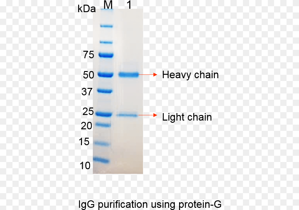 Igg Monoclonal Antibody Gel Free Transparent Png