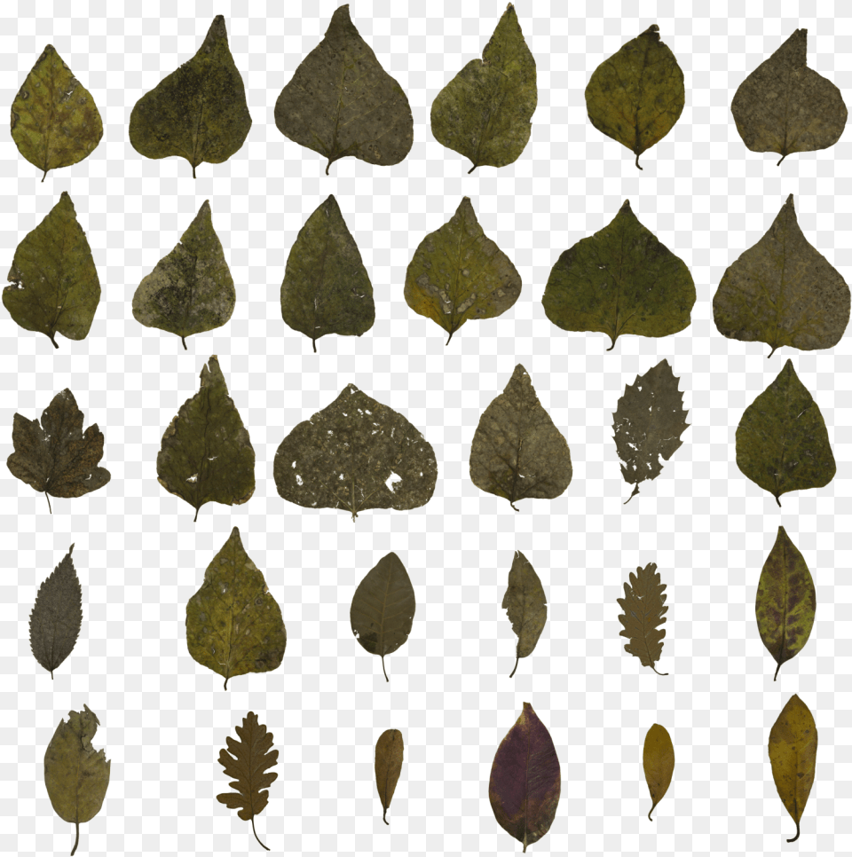 Igneous Rock, Leaf, Plant, Arrow, Arrowhead Free Png