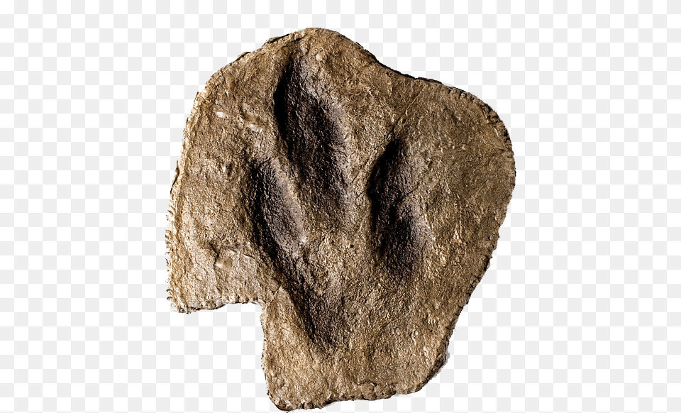 Igneous Rock, Fossil, Fungus, Plant Png