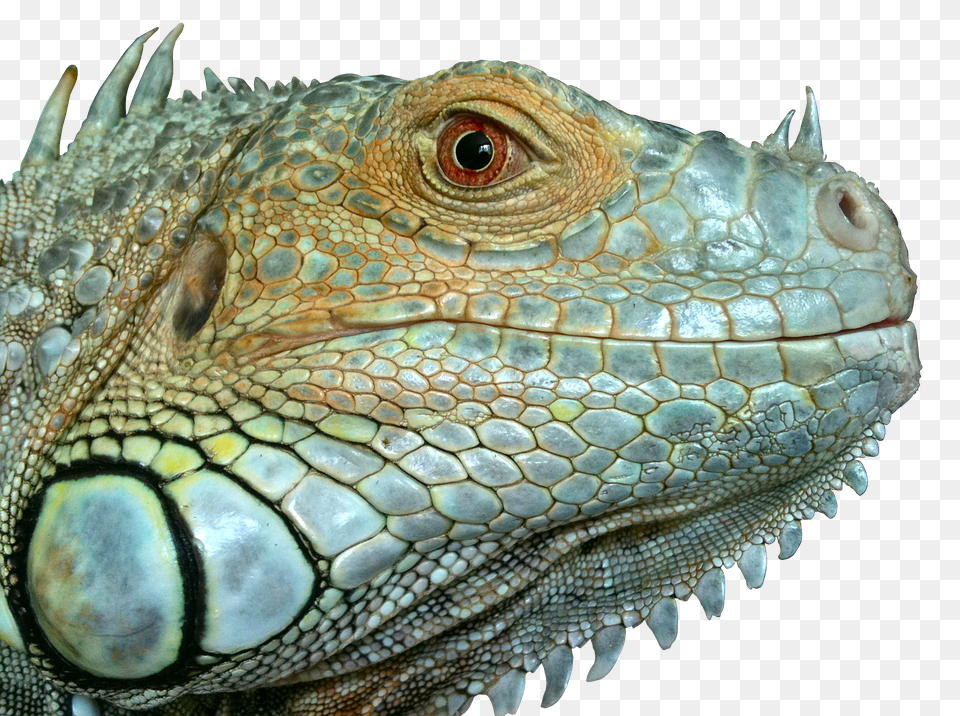 Iguana, Animal, Lizard, Reptile Free Transparent Png