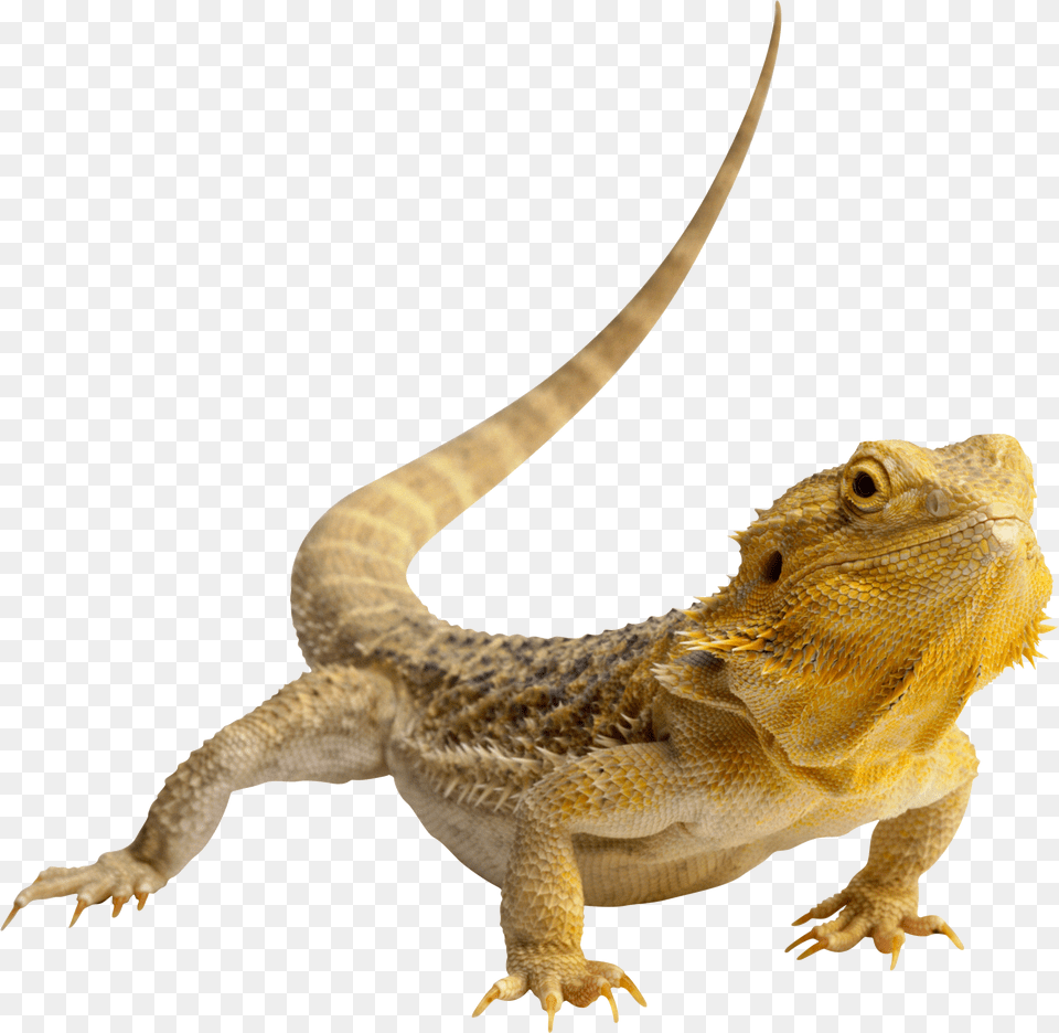 Iguana, Animal, Lizard, Reptile, Gecko Png Image