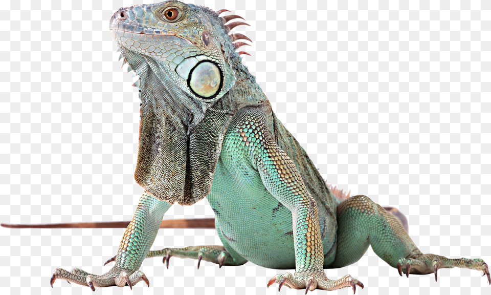 Iguana, Animal, Lizard, Reptile Png Image