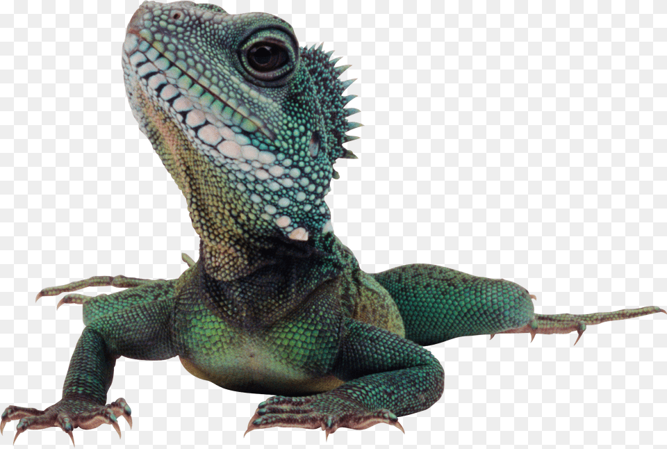 Iguana, Animal, Lizard, Reptile Free Png Download