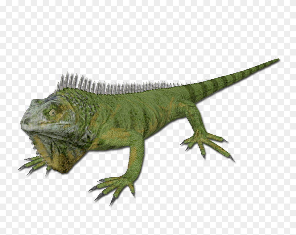 Iguana, Animal, Lizard, Reptile, Dinosaur Png Image
