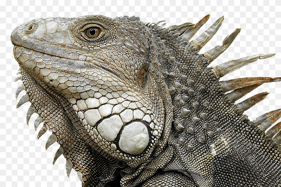 Iguana, Animal, Lizard, Reptile Free Png