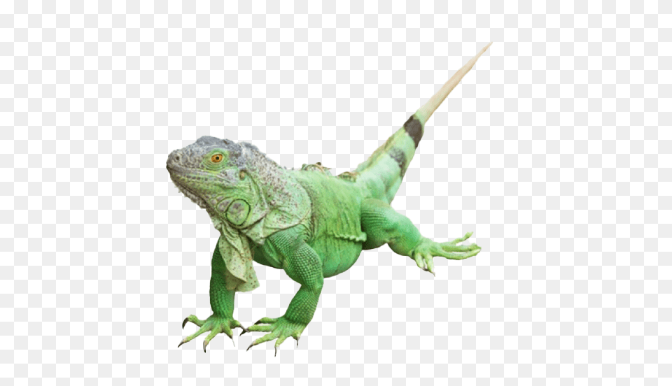 Iguana, Animal, Lizard, Reptile Free Png Download