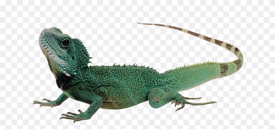 Iguana, Animal, Lizard, Reptile, Green Lizard Free Png