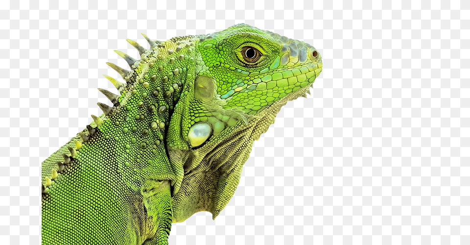 Iguana, Animal, Lizard, Reptile Free Png