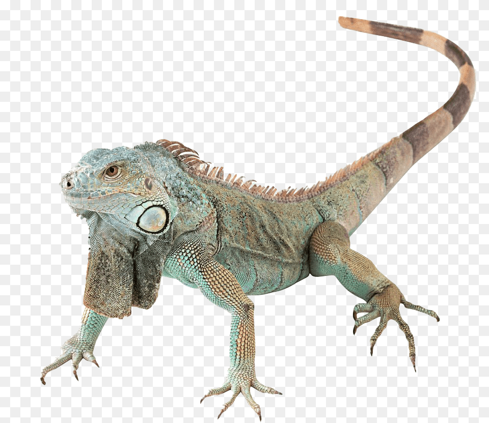 Iguana, Animal, Lizard, Reptile Png Image