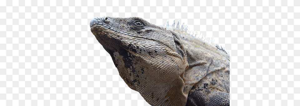 Iguana Animal, Lizard, Reptile Png