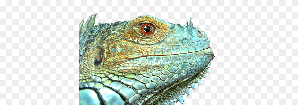 Iguana Animal, Lizard, Reptile Free Png