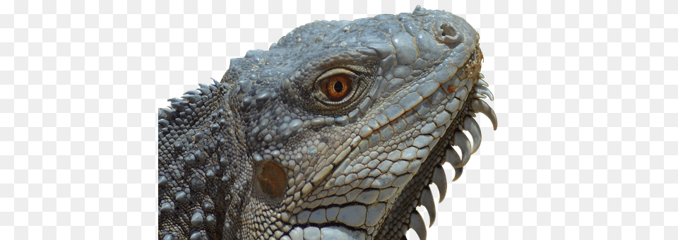 Iguana Animal, Lizard, Reptile Png Image