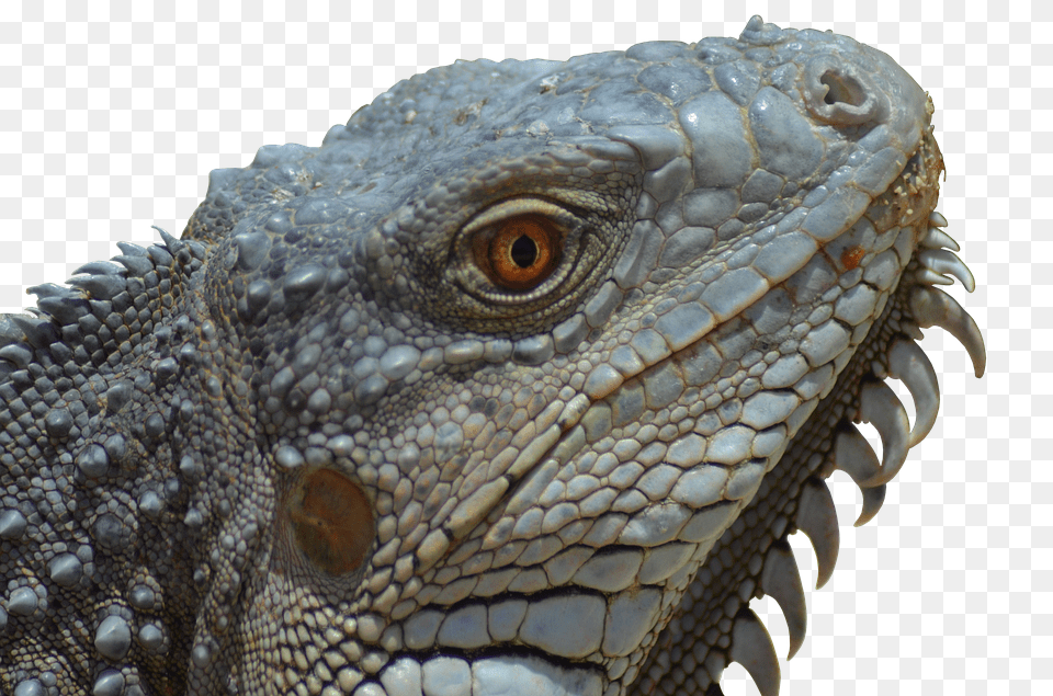 Iguana Animal, Lizard, Reptile Free Transparent Png