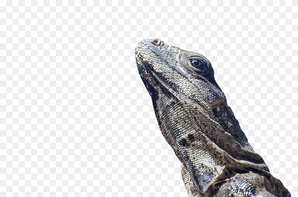 Iguana Animal, Lizard, Reptile Free Png Download