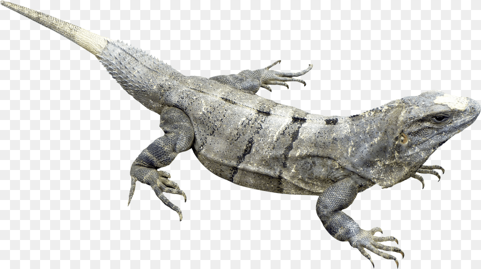 Iguana, Animal, Electronics, Hardware, Lizard Free Transparent Png