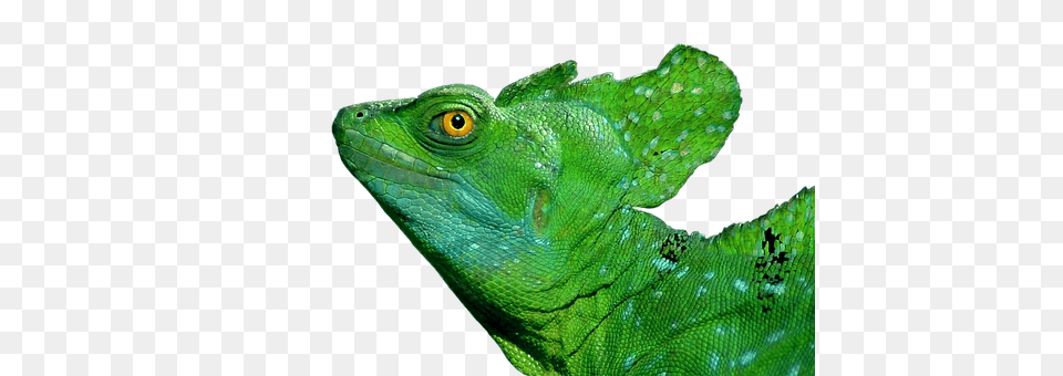 Iguana Animal, Lizard, Reptile, Green Lizard Free Png Download