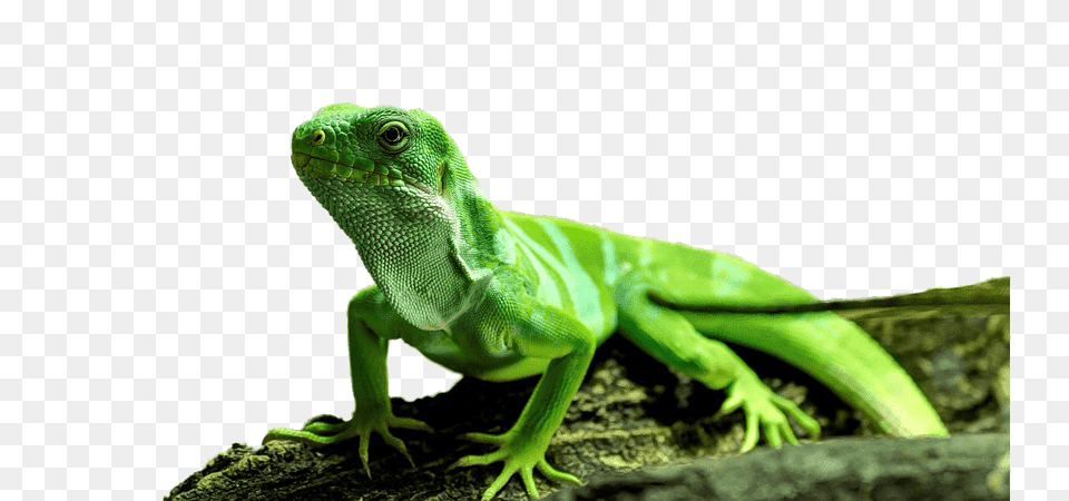 Iguana, Animal, Lizard, Reptile, Green Lizard Png