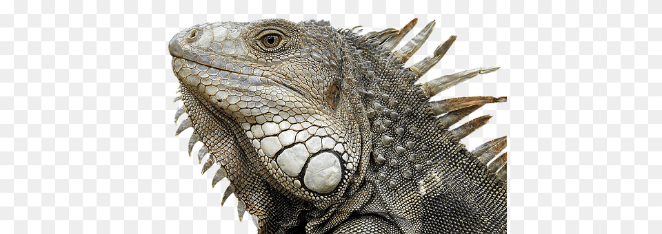 Iguana Animal, Lizard, Reptile Png Image