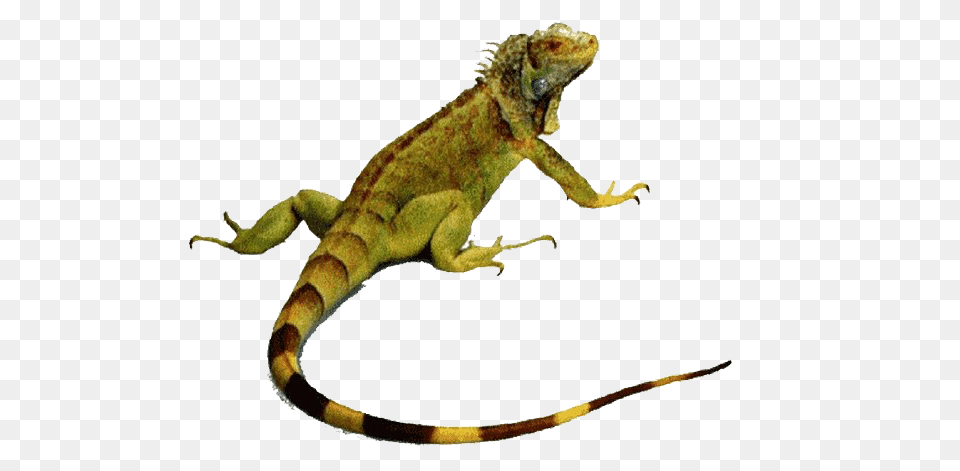 Iguana, Animal, Lizard, Reptile Free Transparent Png