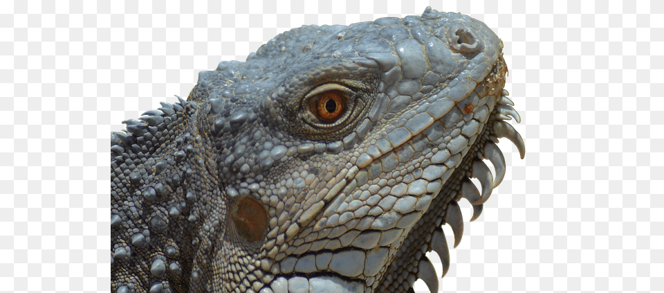 Iguana, Animal, Lizard, Reptile Free Png Download