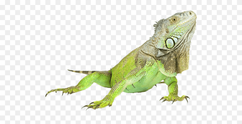 Iguana, Animal, Lizard, Reptile Free Transparent Png