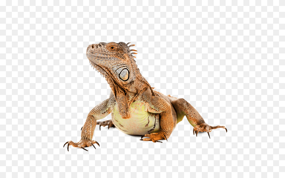 Iguana, Animal, Lizard, Reptile, Electronics Free Transparent Png