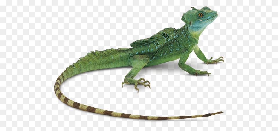Iguana, Animal, Lizard, Reptile, Green Lizard Png