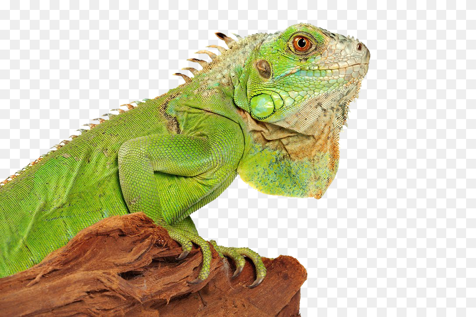 Iguana, Animal, Lizard, Reptile Free Transparent Png