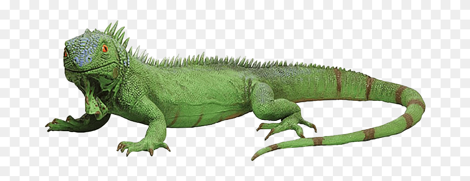 Iguana, Animal, Lizard, Reptile Free Png