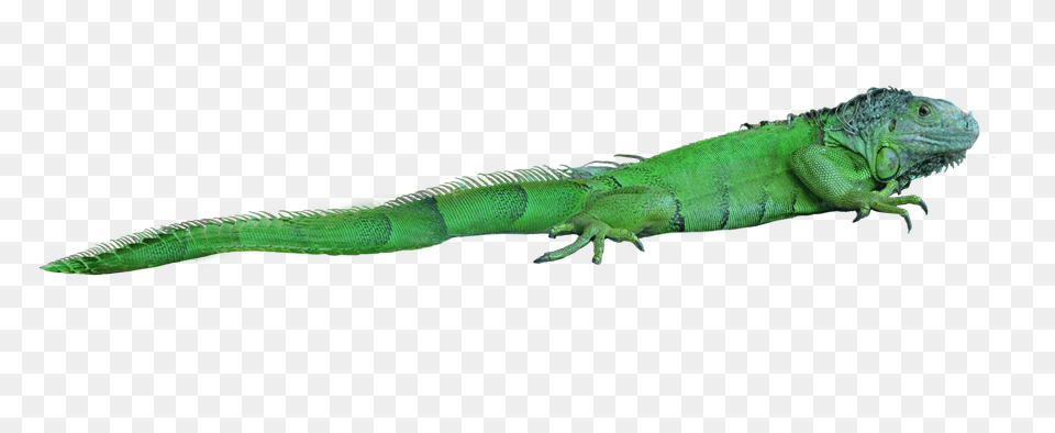 Iguana, Animal, Lizard, Reptile Png Image